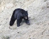 Bear, Black-043011-Yellowstone River, Tower Junction, Yellowstone Natl Park-#0363.jpg