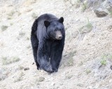Bear, Black-043011-Yellowstone River, Tower Junction, Yellowstone Natl Park-#0392.jpg