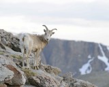 Sheep, Rocky Mountain-061911-Mt Evans, CO-#0044.jpg