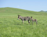 Burro. Jenny & Foal-070411-Custer State Park, SD-#0299.jpg