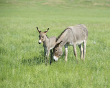Burro. Jenny & Foal-070411-Custer State Park, SD-#0364.jpg