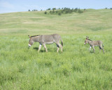 Burro. Jenny & Foal-070411-Custer State Park, SD-#0376.jpg