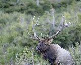 Elk, Bull-092311-Trail Ridge Road, RMNP, CO-#0040.jpg