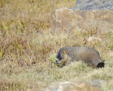 Marmot, Yellow-Bellied, gathering grass-092411-Trail Ridge Road, RMNP, CO-#0218.jpg