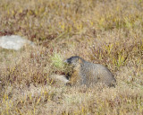 Marmot, Yellow-Bellied, gathering grass-092411-Trail Ridge Road, RMNP, CO-#0288.jpg