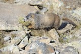 Marmot, Yellow-Bellied, gathering grass-092411-Trail Ridge Road, RMNP, CO-#0554.jpg