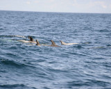 Dolphin, Rissos-100111-Santa Barbara Channel, CA-#0003.jpg