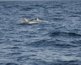 Dolphin, Rissos-100111-Santa Barbara Channel, CA-#0038.jpg