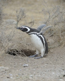 Penguin, Magellanic-122911-Punta Cero, Peninsula Valdes, Argentina-#0608.jpg