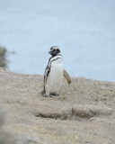 Penguin, Magellanic-122911-Punta Cero, Peninsula Valdes, Argentina-#0665.jpg