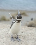 Penguin, Magellanic-122911-Punta Cero, Peninsula Valdes, Argentina-#1038.jpg