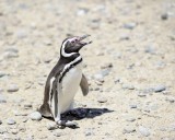 Penguin, Magellanic-123111-Punta Tombo, Argentina-#0257.jpg