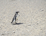 Penguin, Magellanic-123111-Punta Tombo, Argentina-#0338.jpg