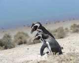 Penguin, Magellanic, 2-123011-Punta Cero, Peninsula Valdes, Argentina-#0252.jpg