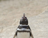 Penguin, Magellanic, calling-123011-Punta Cero, Peninsula Valdes, Argentina-#0266.jpg
