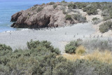 Penguin, Magellanic, coming from the ocean-123111-Punta Tombo, Argentina-#0520.jpg