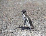 Penguin, Magellanic-123111-Punta Tombo, Argentina-#0496.jpg