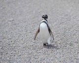 Penguin, Magellanic-123111-Punta Tombo, Argentina-#0589.jpg