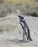 Penguin, Magellanic-123111-Punta Tombo, Argentina-#0698.jpg