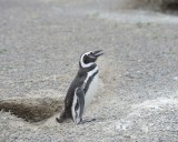 Penguin, Magellanic-123111-Punta Tombo, Argentina-#0815.jpg