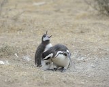 Penguin, Magellanic, w Chick-122911-Punta Cero, Peninsula Valdes, Argentina-#0769.jpg