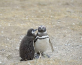 Penguin, Magellanic, w Chick-122911-Punta Cero, Peninsula Valdes, Argentina-#0818.jpg