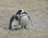 Penguin, Magellanic, w Chick-122911-Punta Cero, Peninsula Valdes, Argentina-#0868.jpg