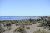 Punta Tombo-123111-Punta Tombo, Argentina-#0872.jpg