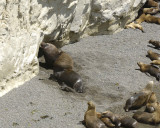 Sea Lion, Southern, 2 Bulls Fighting-010112-Punta Loma, Argentina-#0369.jpg