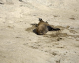 Sea Lion, Southern, Bull-122811-Punta Piramide, Peninsula Valdes, Argentina-#0132.jpg