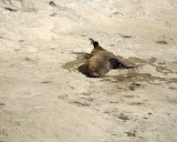 Sea Lion, Southern, Bull-122811-Punta Piramide, Peninsula Valdes, Argentina-#0134.jpg