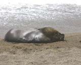 Sea Lion, Southern, Bull-122911-Punta Norte, Peninsula Valdes, Argentina-#0181.jpg