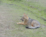 Fox, Andean-011112-Torres del Paine Natl Park, Chile-#0054.jpg