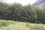 Lenga Forest-011012-Torres del Paine Natl Park, Chile-#0075.jpg