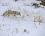 Coyote-021712-Lamar Valley, Yellowstone NP-#0656.jpg