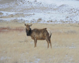Elk, Cow-021612-N Entrance, Yellowstone NP-#0036.jpg