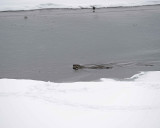 Otter, River, snowing-021812-Confluence, Lamar Valley, Yellowstone NP-#0079.jpg