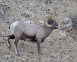Sheep, Rocky Mountain-021812-Hitching Post, Lamar Valley, Yellowstone NP-#0320.jpg