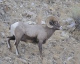 Sheep, Rocky Mountain-021812-Hitching Post, Lamar Valley, Yellowstone NP-#0332.jpg