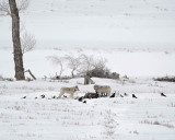 Wolf, Gray, 3, Lamar Canyon Pack, Bison Carcass-021912-Picnic, Lamar Valley, Yellowstone NP-#0841.jpg