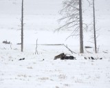 Wolf, Gray, Lamar Canyon Pack, Bison Carcass, snowing-021812-Picnic, Lamar Valley, Yellowstone NP-#0832.jpg