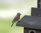 Bluebird, Eastern, Female, bringing insect to nest box-052812-Oakton, VA-#0065.jpg