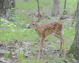 Deer, White-tailed, Fawn-062412-Shenandoah Natl Park, VA-#0313.jpg