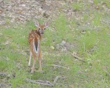 Deer, White-tailed, Fawn-062412-Shenandoah Natl Park, VA-#0408.jpg