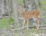 Deer, White-tailed, Fawn-062412-Shenandoah Natl Park, VA-#0438.jpg