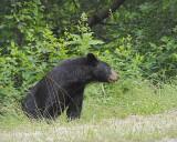 Bear, Black-062412-Shenandoah Natl Park, VA-#0561.jpg