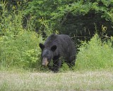 Bear, Black-062412-Shenandoah Natl Park, VA-#0574.jpg