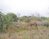 Deer, Mule, Buck-070512-Mesa Verde Natl Park, CO-#0025.jpg