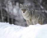 Coyote, Snowing-122807-Moose, Grand Teton Natl Park-#0042.jpg