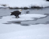 Eagle, Bald with Fish, Magpie-122807-Oxbow Bend, Snake River, Grand Teton Natl Park-#0116.jpg